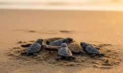 Caretta yuvalarına zarar verenlere 699 bin TL ceza