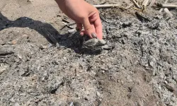 Antalya’da yakılan ateş caretta caretta yavrusunu öldürdü