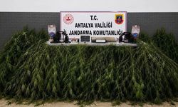 Antalya’da yasa dışı kenevir ekimine 2 işlem