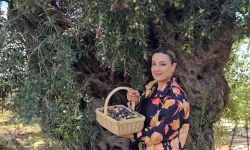 1200 yıllık zeytin ağacından 90 kilo ürün bekleniyor