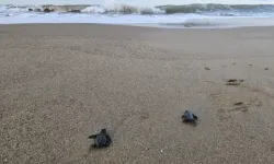 Belek'te 100 bin caretta yavrusu denize ulaştı