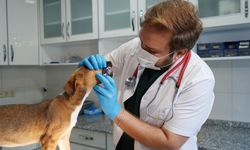 Aksu yangınından kurtarılan 19 köpek yuva bekliyor