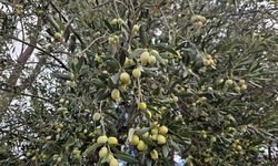 Antalya’da zeytin üretiminde yüzde 40 artış bekleniyor