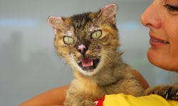 Yangında yaralanan kedi Luna 2 ay sonra yuvasına döndü