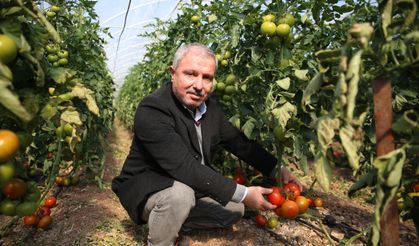 Kumluca ve Finike'nin Domateslerini "Dünya" Tadıyor