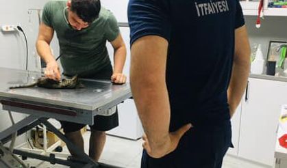 Hatay'da Kalbi Duran Kediye İtfaiye Ekibinden Müdahale