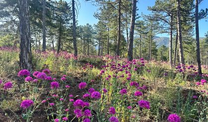 Isparta Ormanları "Kanlı Basıra Otu" ile Mora Büründü