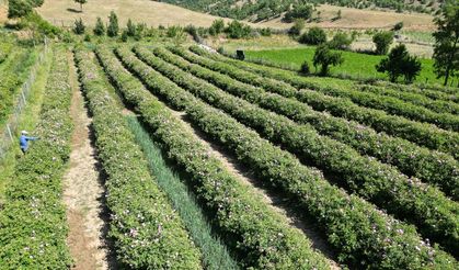 Isparta Yaylalarında Gül Hasadı Sürüyor