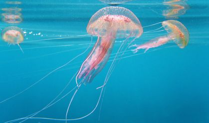 Fransa’da nükleer santralde denizanası alarmı