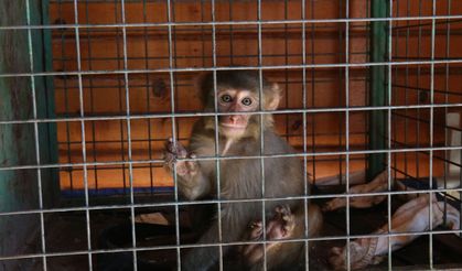 Hatay’da maymuna kötü muameleye adli işlem