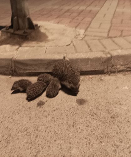 Manavgat’ta anne kirpi ve yavruları yoldan kurtarıldı