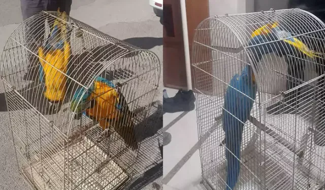 Belgesiz Macaw Papağanı Satışına 617 Bin Tl Ceza