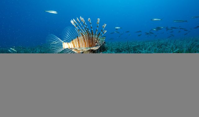 Antalya'da Kızıldeniz göçmeni istilacı türlerin yayılımı görüntülendi