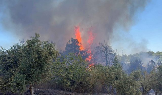 Antalya Aksu'da Orman Yangını