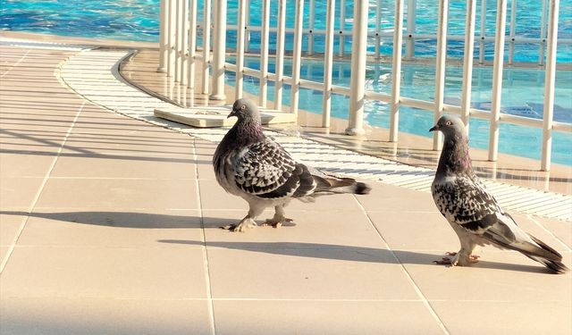 Antalya’da apart otel hayvanlar için yaşam alanına dönüştü