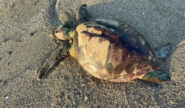 Alanya sahiline ölü yeşil deniz kaplumbağası vurdu