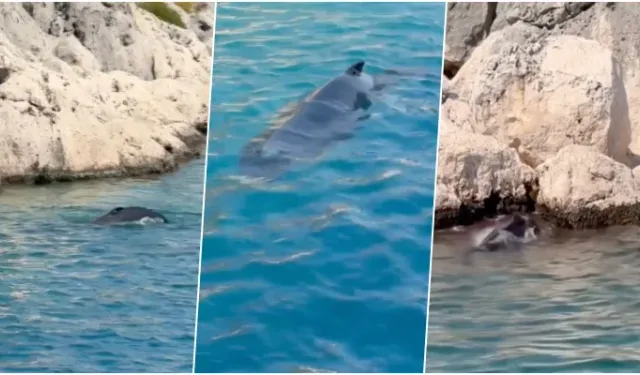 Antalya'da Kayalılıklara Yavru Balina Sıkıştı