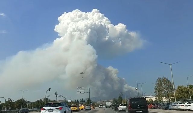 Bursa Osmangazi’de orman yangını