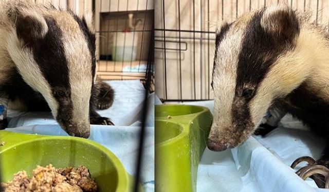 Kemer’de bahçede bulunan porsuk korumaya alındı