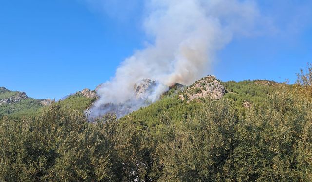 Serik’te 4 hektarlık ormanı yakan şüpheli gözaltında