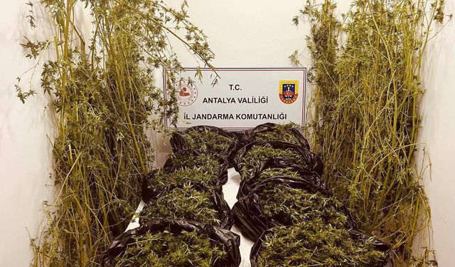 Antalya’da 53 kilo skunk ve 39 kök skunk ele geçirildi