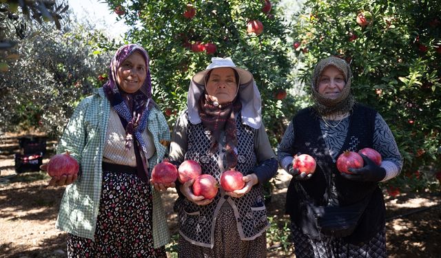 Antalya’da nar hasadı başladı: Üretici bereketten memnun