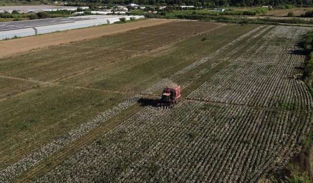 Antalya’da pamuk hasadı başladı, ürün kalitesi öne çıkıyor