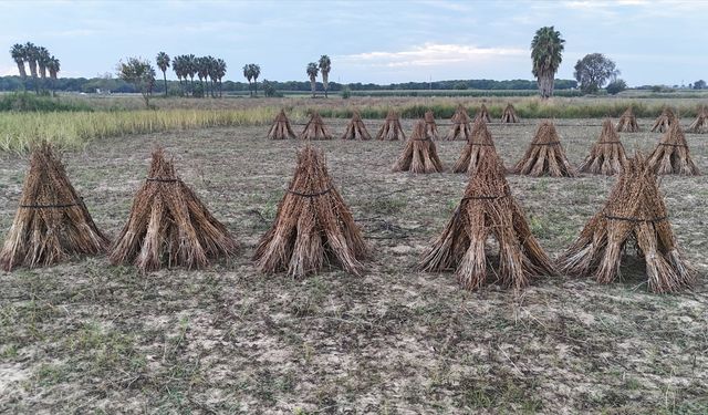 Manavgat Altın Susamı için AB tescil süreci başladı