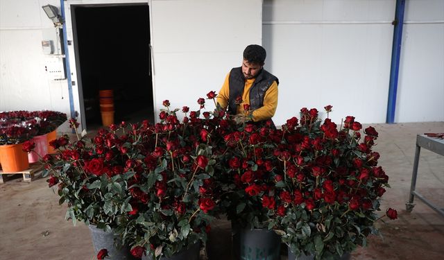 Antalya’da yayla serasında üretilen güller Türkiye’ye dağılıyor
