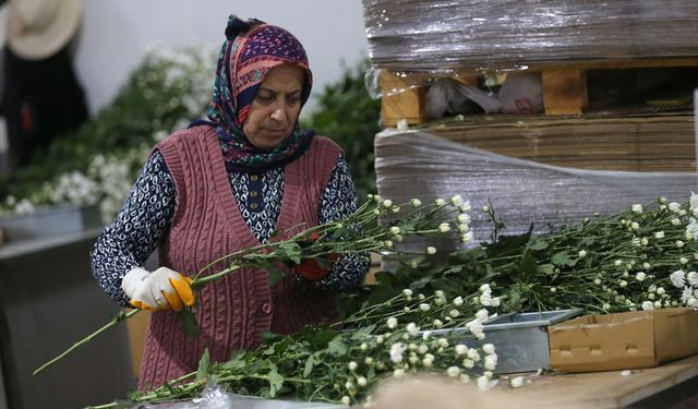 Karanfil ihracatında çeşitlilik artıyor