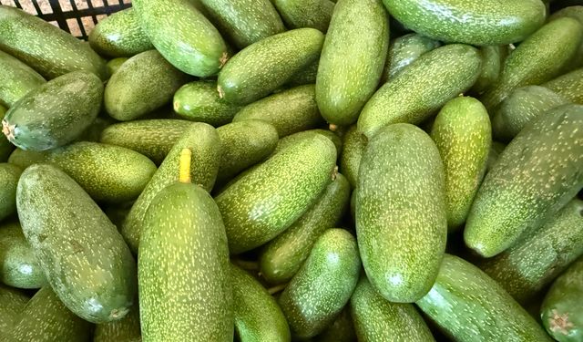 Alanya avokadosunda rekolte hedefi 150 milyon adet