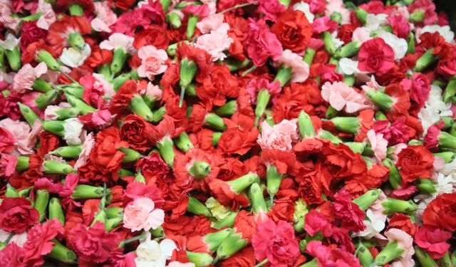 Antalya’dan Yunanistan’a yılbaşı için 3 milyon dolarlık karanfil