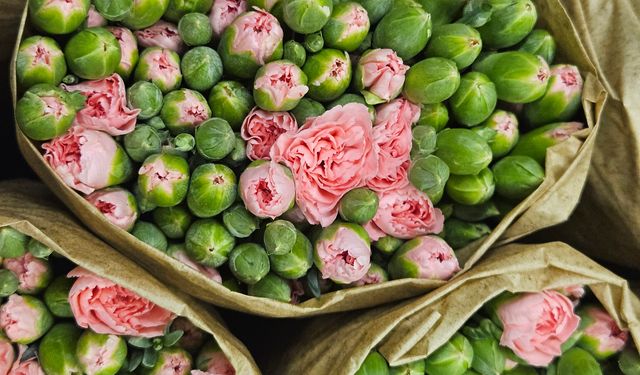 Kesme çiçekte yılbaşı ihracatı 12 milyon dolara çıkıyor