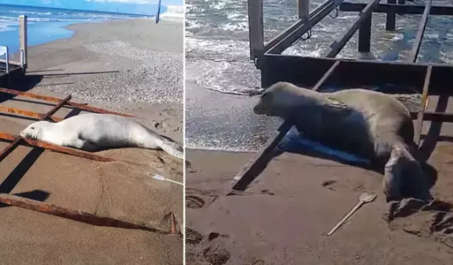 Serik’te nesli tehlike altındaki Akdeniz foku sahile çıktı