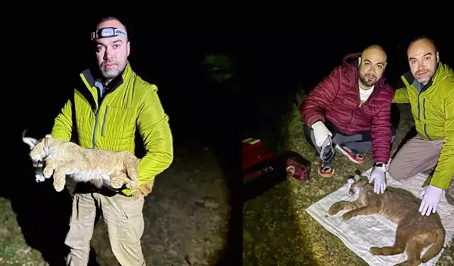 Karakulak Akdeniz ekosistemi için gösterge tür ilan edildi