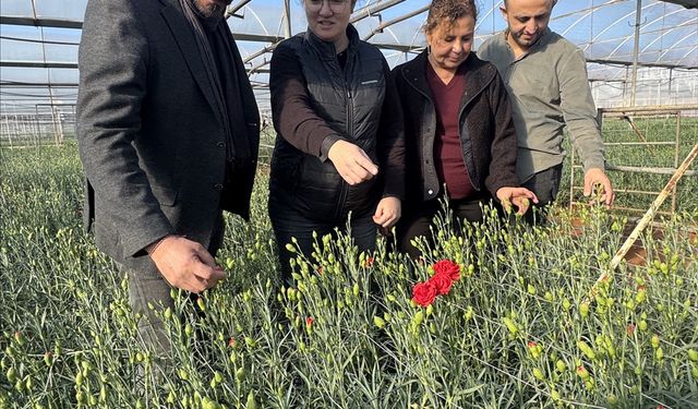 BATEM’in geliştirdiği yerli karanfiller 37 ülkeye ihraç ediliyor