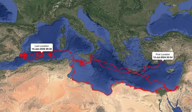 Caretta caretta Gümüş, 1,5 yılda 24 bin km yol aldı