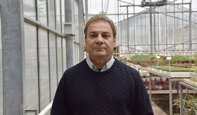 Seralarda şeffaf güneş panelleriyle enerji tasarrufu mümkün