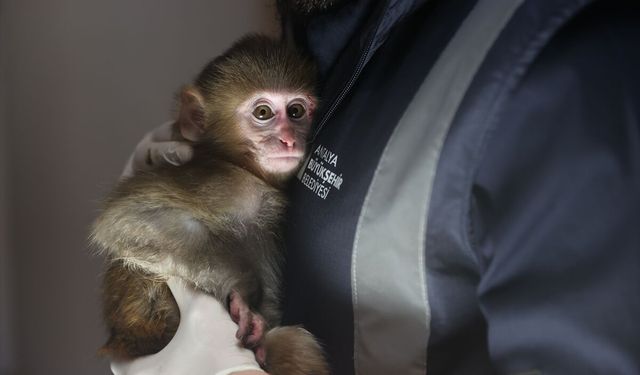 Uyuşturucu evinden çıkan maymun koruma altında