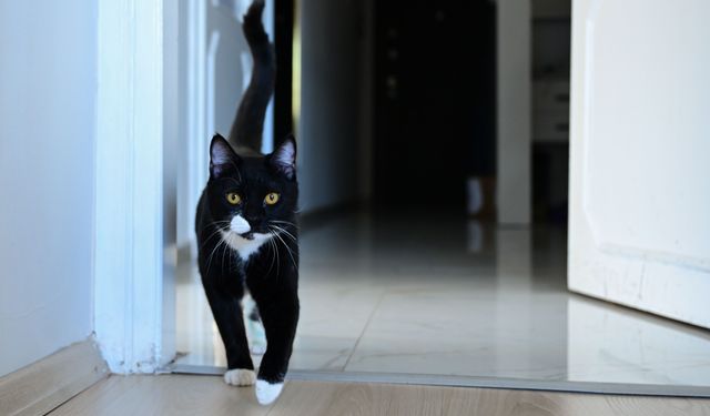 Antalya’da platinli kedi Tofi yeniden yürümeye başladı