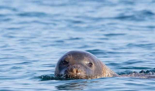 Gazipaşa’da Akdeniz fokları turistlere gösterildi