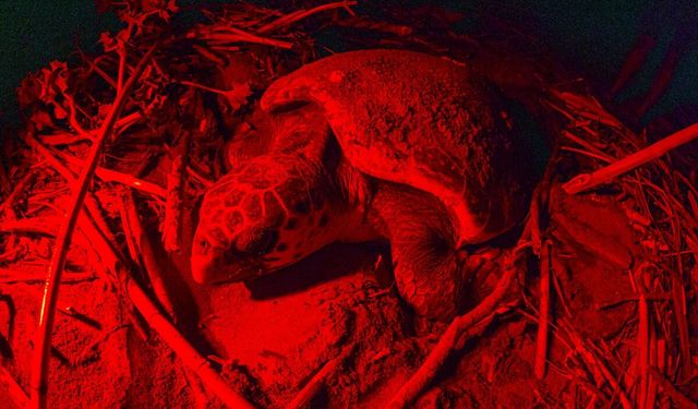 Belek Sahili’nde caretta carettaların yumurtlama yolculuğu görüntülendi