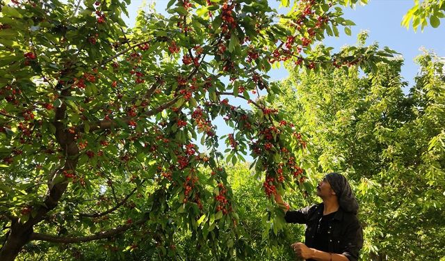 Manavgat’ta erkenci kiraz hasadı başladı