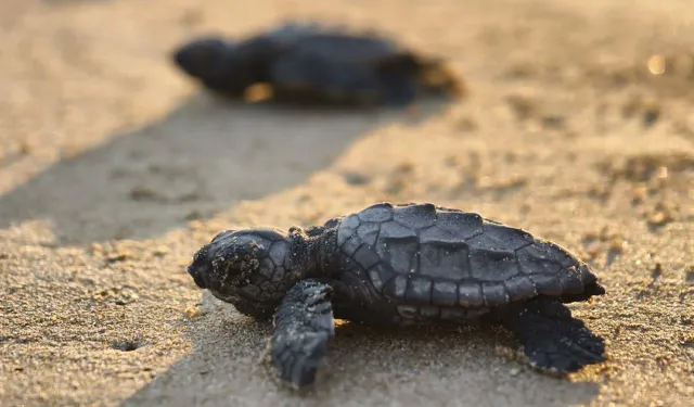 Belek’te ilk caretta yavruları denizle buluştu