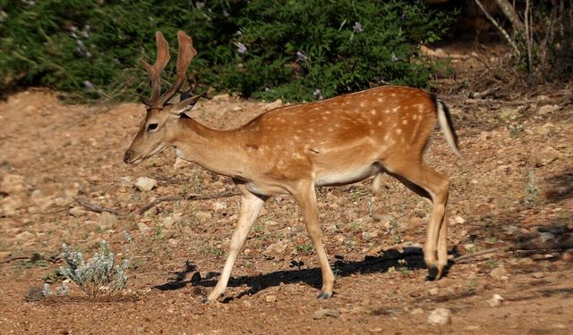 Düzlerçamı’nda 5 alageyik yavrusu doğdu