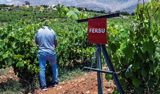 Elmalı’da 17 yerel üzüm çeşidi literatüre kazandırıldı