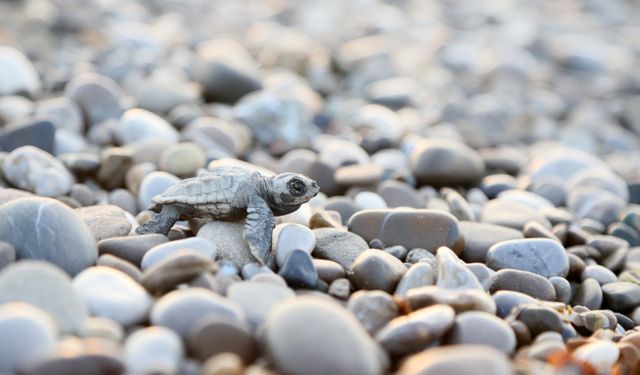 Belek’te caretta caretta yavruları denizle buluşmaya başladı