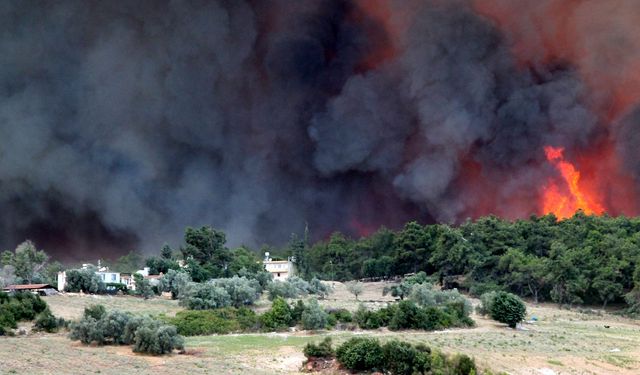 Manavgat, büyük yangının 5 yıl ardından yeniden yeşerdi