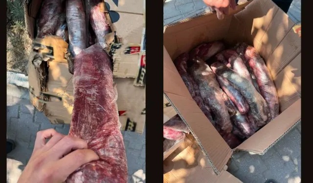Alanya’da 300 kilo sağlıksız ete el konuldu