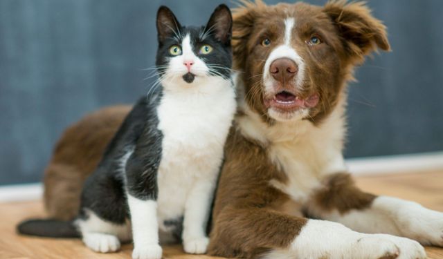 Kedi köpek sahiplenmeden önce bilinmesi gereken 6 şey
